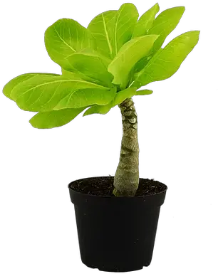 Hawaiian Palm Aerify Plants Flowerpot Png Tropical Plant Png