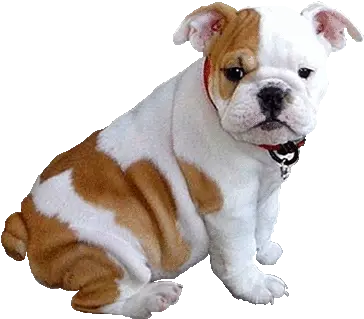 Dog Gif Picmix English Bulldog Puppies Png Transparent Dog Gif
