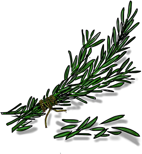 Rosemary Transparent Png Rama De Romero Rosemary Png