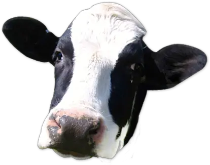 Cow Png Face