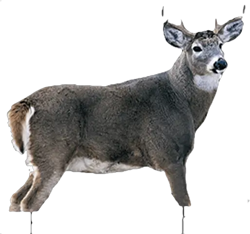 Montana Decoy Whitetail Buck White Tail Buck Png Buck Png