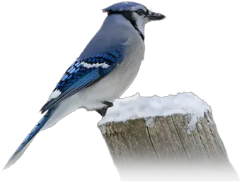 Index Of Userstbalzebirdpng Blue Jay Blue Bird Png