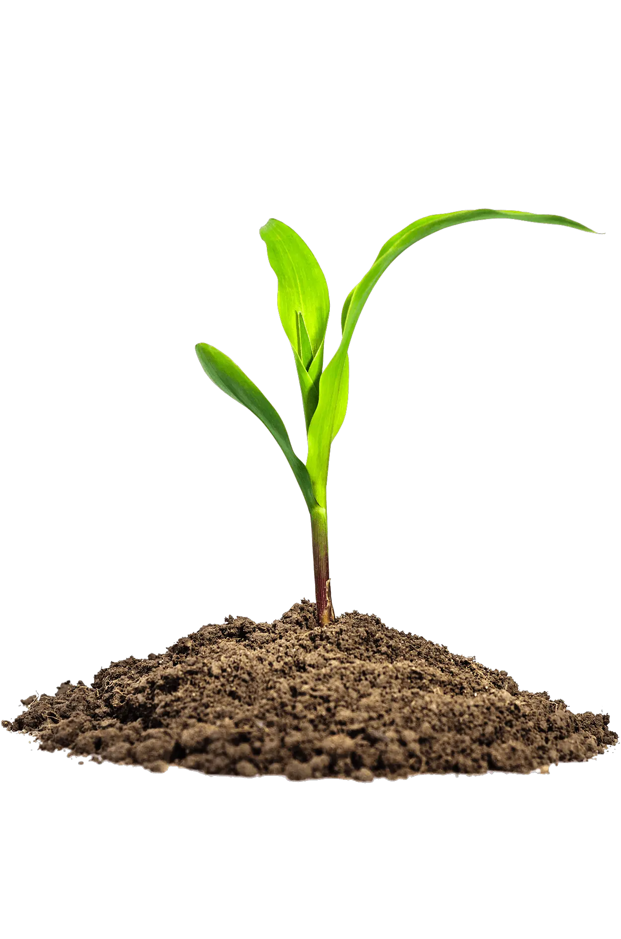 Leaves In Dirt Png Image Purepng Free Transparent Cc0 Maize Seedling Png Dirt Transparent Background