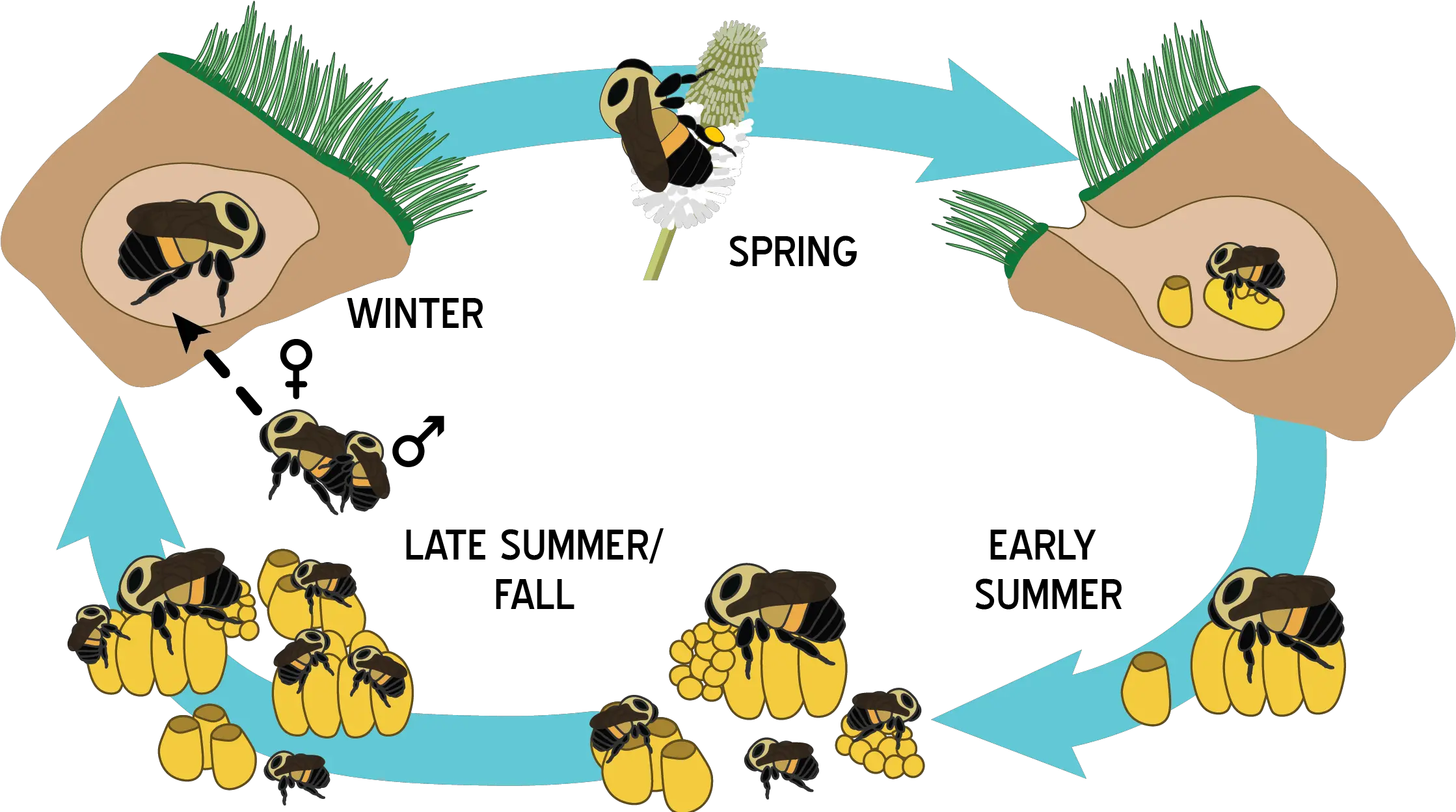 Life Cycle And Biology U2013 Bumble Bees Of Wisconsin Uwu2013madison Bumble Bee Life Cycle Png Bumble Bee Png