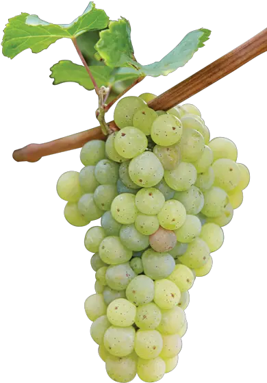 Green Grapes Grape Branch 24215 Transparentpng Riesling Vines Grape Png