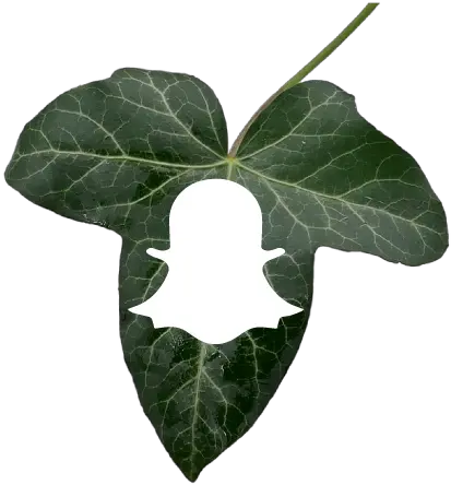 Index Of Imgperfilanierouse Hedera Leaf Texture Png Snap Chat Png
