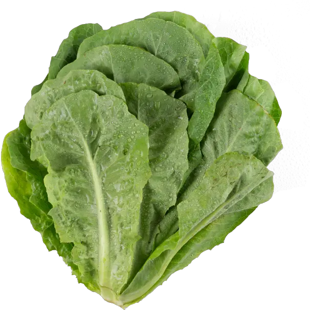 Lettuce Leaf Vegetable Png Spinach Png