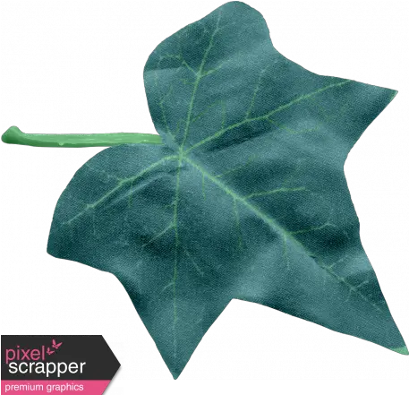 Ivy Leaf Large Graphic Araliaceae Png Ivy Transparent