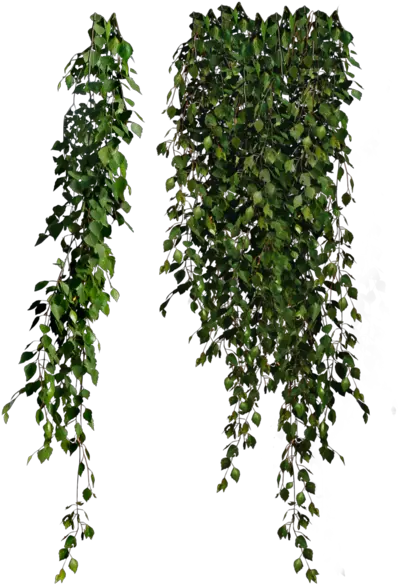 Vine Plants Transparent Png Vine Png