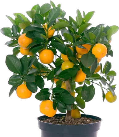 Indoor Fruit Trees Plants With Fruits Png Lemon Tree Png