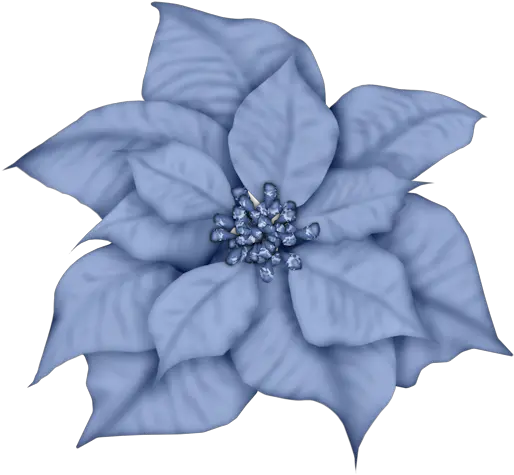 Silver Poinsettia Clipart Blue Christmas Flower Png Poinsettia Png