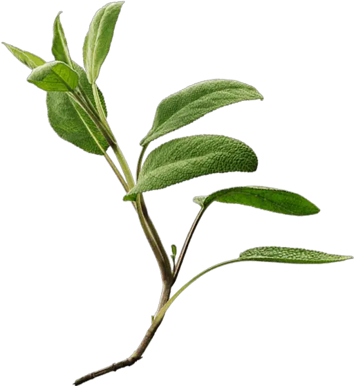 Download Common Sage Png Image With No Sage Leaves Png Sage Png