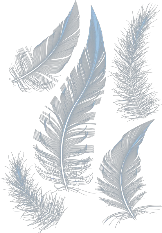 White Feathers Feather Hq Image Free Png Powerpoint White Powerpoint Background Design Feather Transparent Background