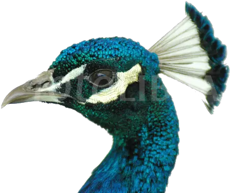 Peacock Png Image File Head