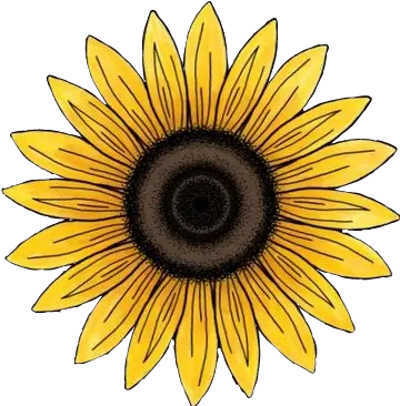Largest Collection Of Free Girasol Sticker Png Girasol Png