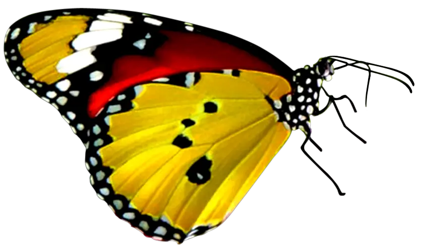 Yellow Red Black Butterfly Png Image Transparent Background Most Colorful Butterfly In The World Butterfly Transparent png