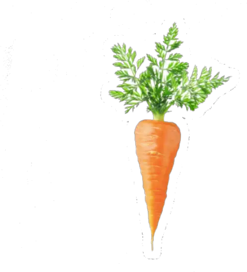 Tags One Carrots Png Carrot Png