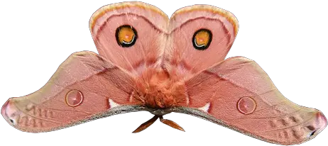 Lilies In My Hair Lucybell Magnetica Luz Png Moth Png