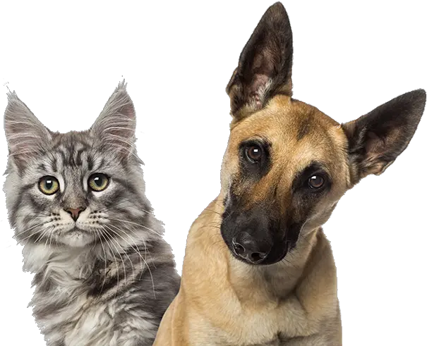 Download Family Member Animal Hospital Transparent Puppies And Kittens Png Kittens Png