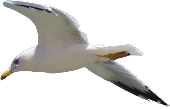 Gull Png Seagull Flying Png Fly Png