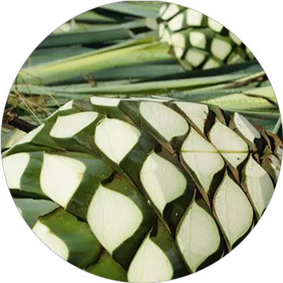Benefits Grass Snake Png Agave Png
