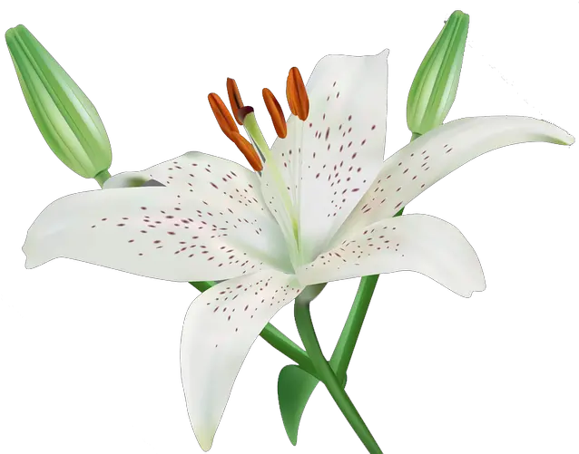 Lilium Png Lily Transparent Background