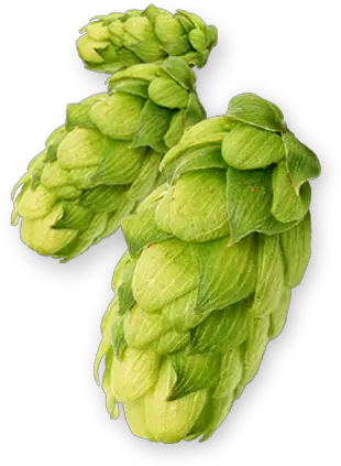 Centennial Hops Centennial Hop Png Hops Png