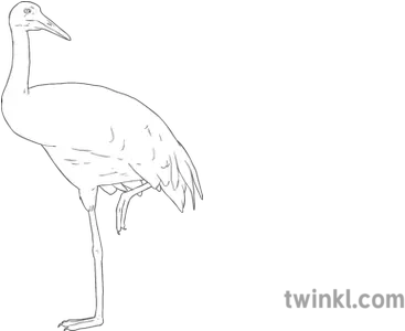 Whooping Crane Bird Science Ks2 Bw Rgb Illustration Twinkl Long Png Crane Bird Png