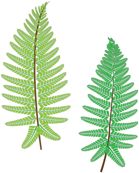 Fern Plant The Leaves Ostrich Fern Png Fern Png