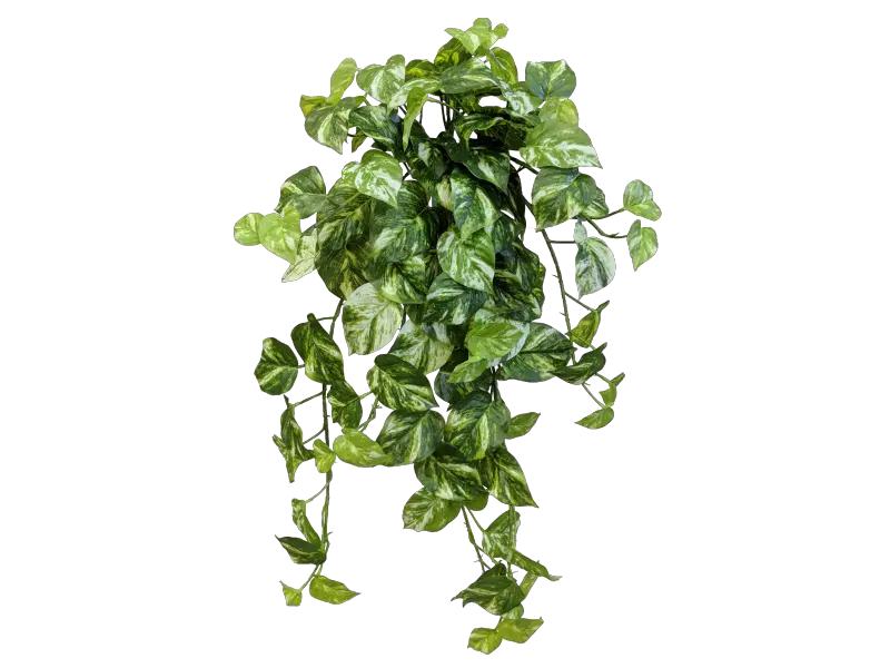 Download Share This Image Devils Ivy Png Ivy Png