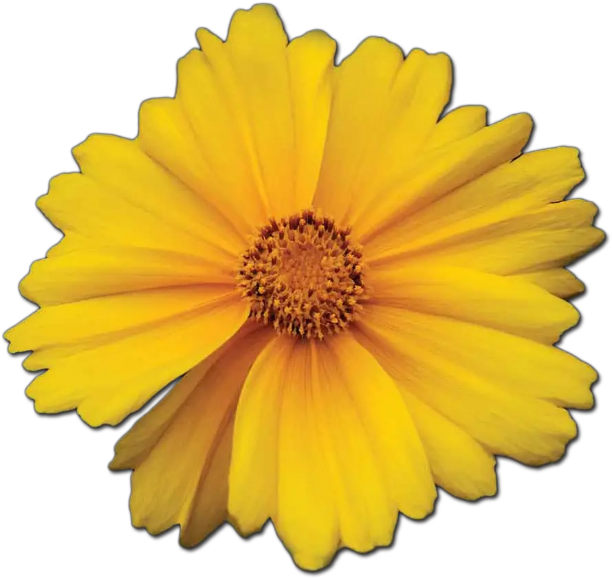 Guiding Light Png Marigold