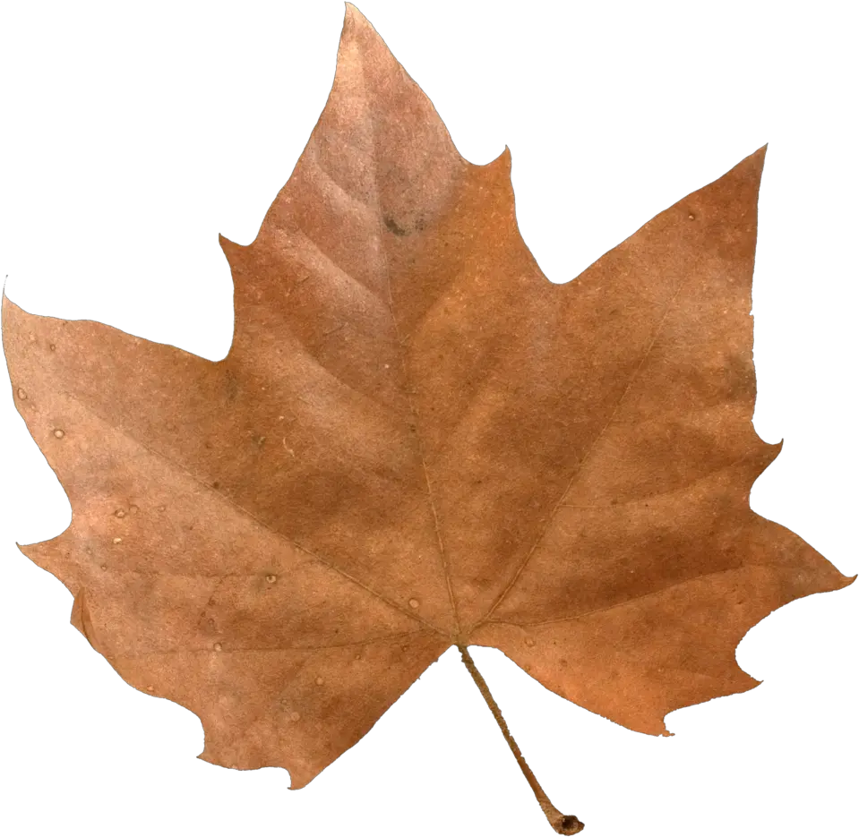 Download Brown Maple Leaf Full Size Png Image Pngkit Autumn Leaf Brown Leaves Png Transparent Leaf Png Transparent png