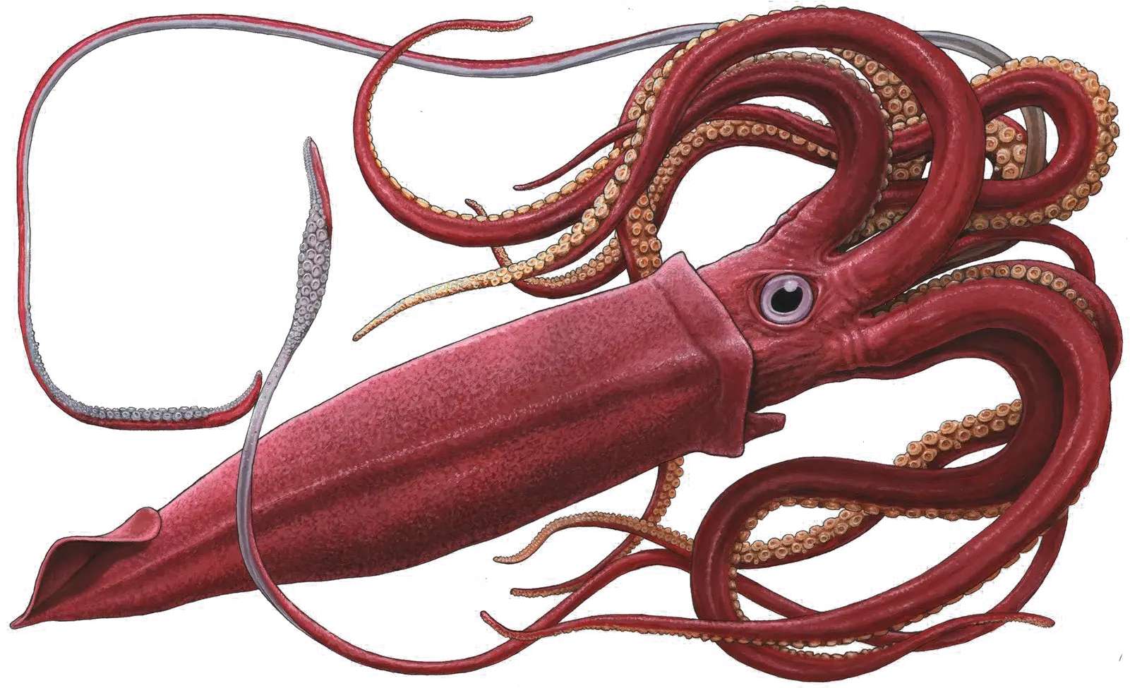 Real Squid Transparent Free Png Play Transparent Squid Png Octopus Transparent Background