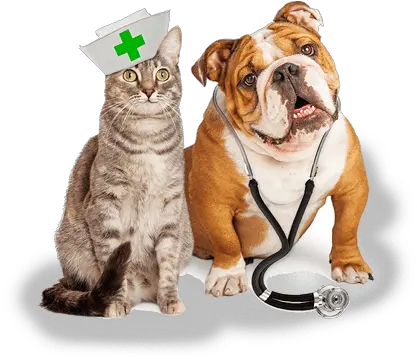 Miami Pet Emergency Room Animal Hospital Dogs And Cats Coronavirus Png Veterinarian Png