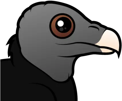 Meet The Cute American Black Vulture By Birdorable Accipitridae Png Vulture Png