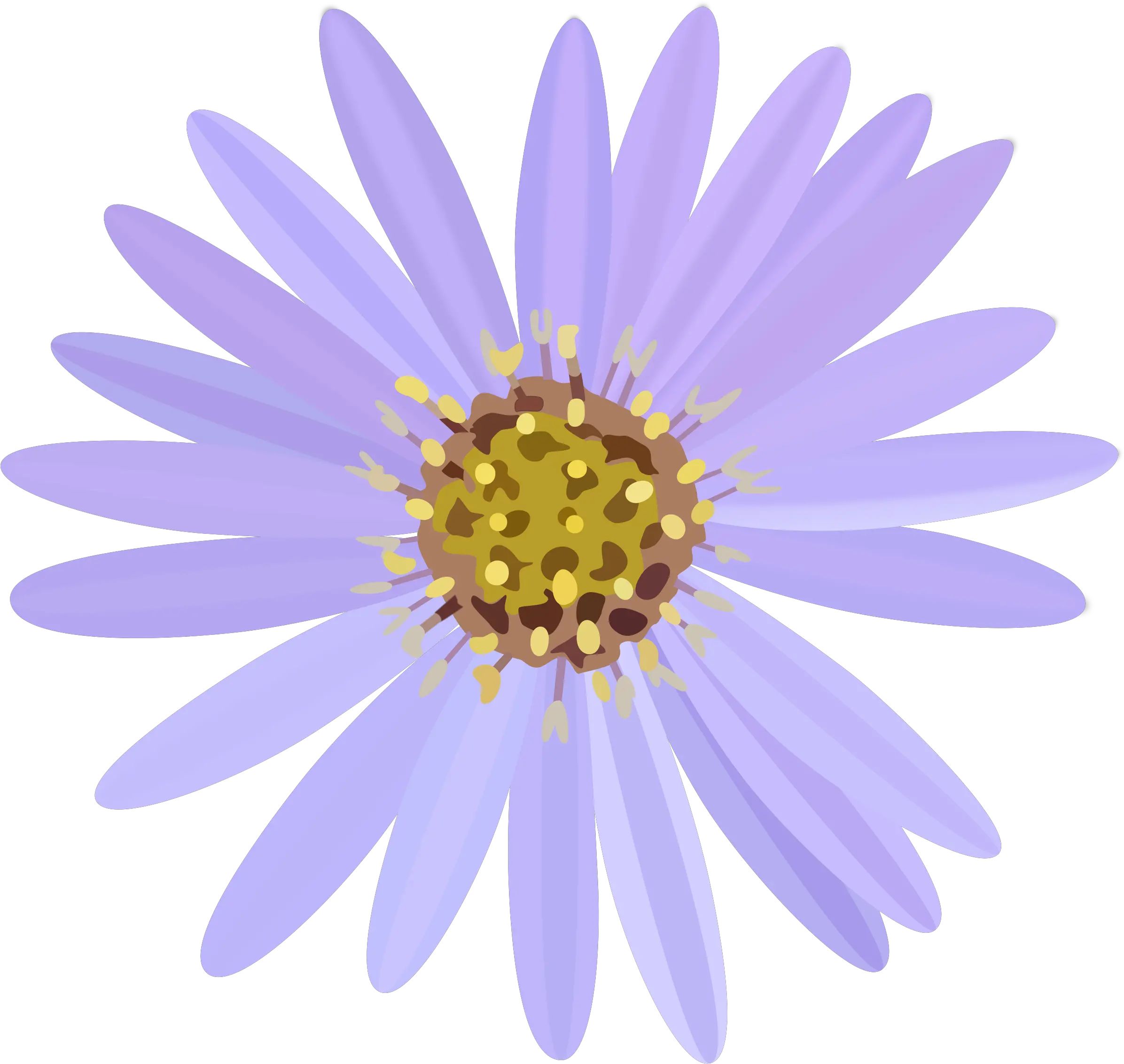 Pink Daisy Png Aster Flowering Plant Daisy Family Aster Flower Png Daisy Png