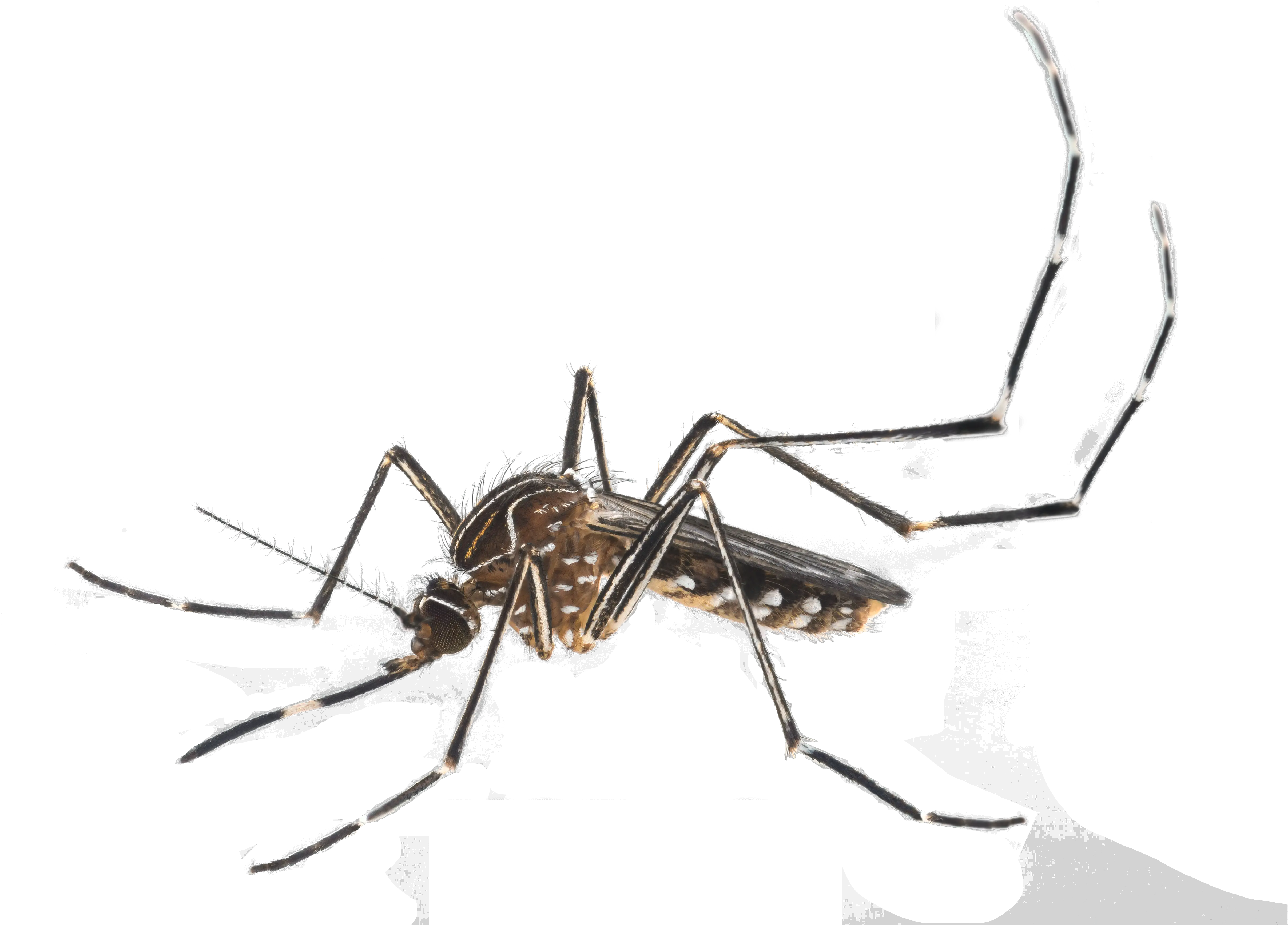 Download The Districtu0027s Aggressive Campaign Against Mosquito Aussie Mozzie Png Mosquito Transparent Background