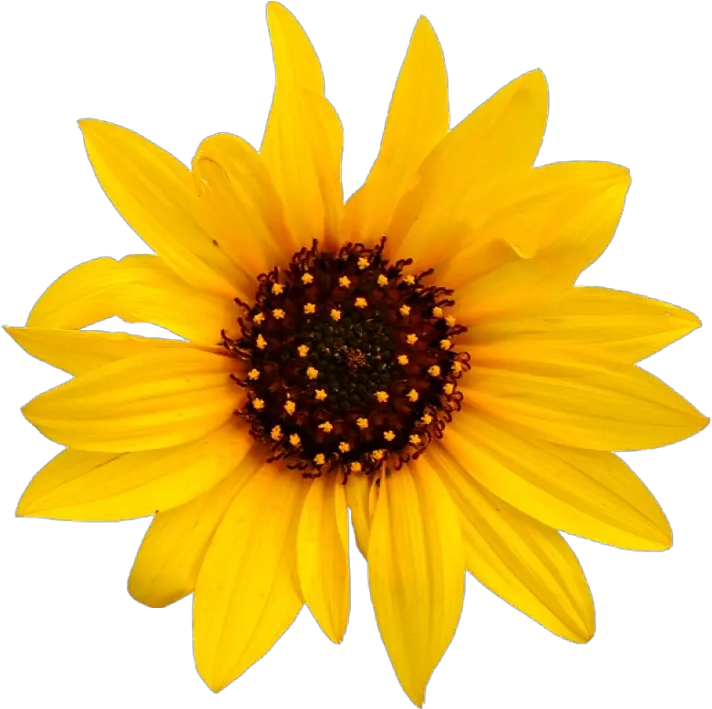 Png Vector Image Of Sunflower