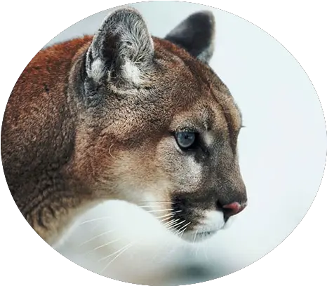 Mountain Lion Profile Transparent Png Cougar Mountain Lion Png