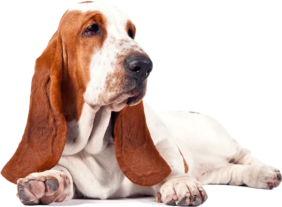 Basset Hound Png Transparent Images All Basset Hound Png Puppy Transparent Background