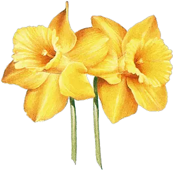 Daffodil Info1copypng Aurora Oregon Daffodil Flower March Tattoo Daffodil Png