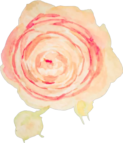 5 Blush Pink Flower Watercolor Transparent Full Size Png Garden Roses Blush Transparent