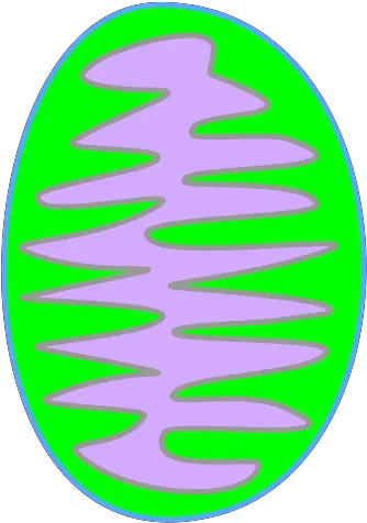 Mitochondria Green Svg Vector Mitochondria Green Png Mitochondria Png