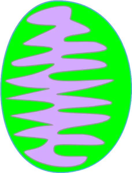 Mitochondria Green 3 Png Clip Arts For Clip Art Mitochondria Png
