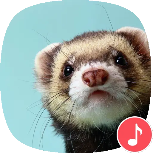 Apppio Ferret Sounds Apps On Google Play Ferret Wallpaper Cute Png Ferret Png