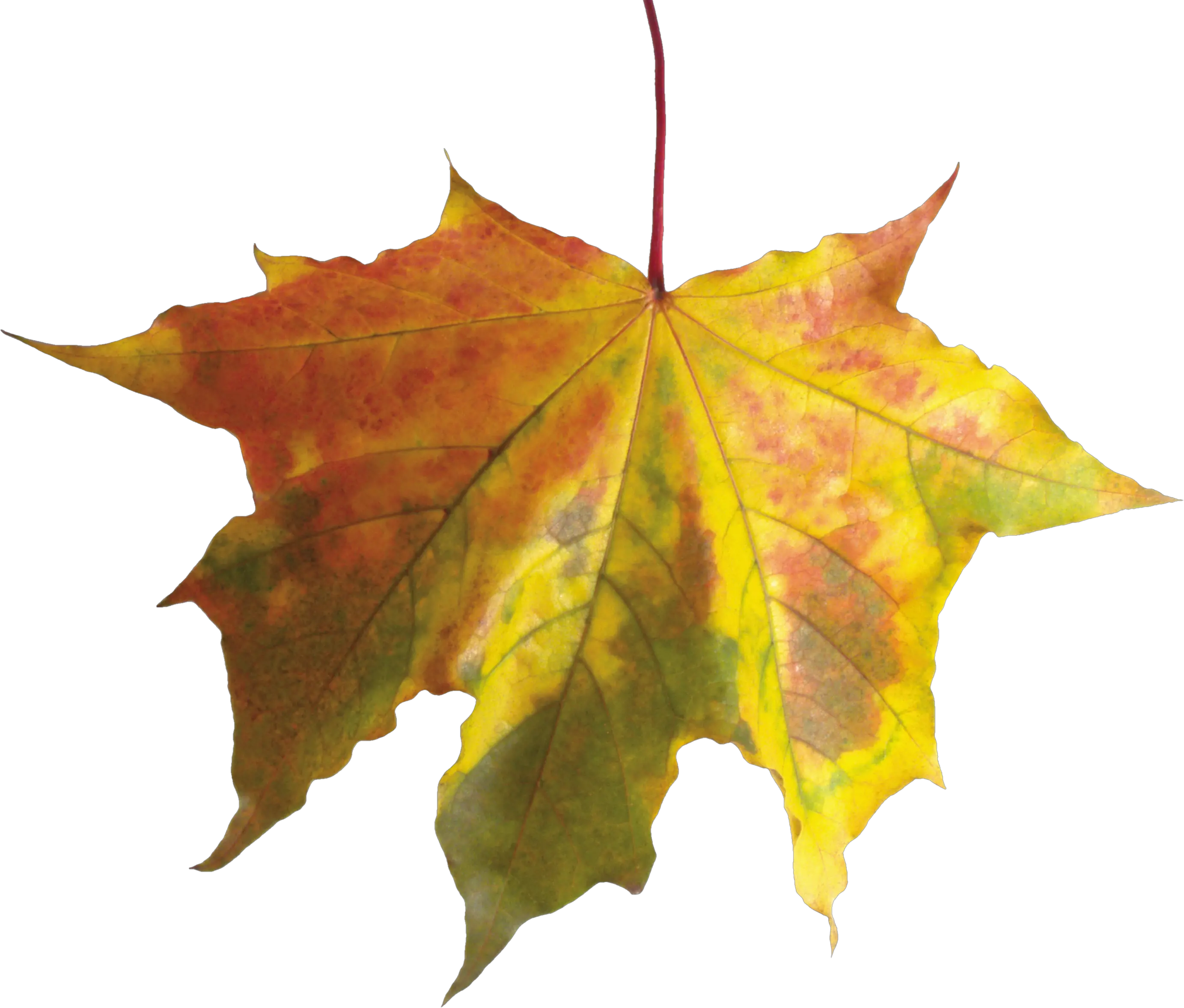 Autumn Leaves Png Image Purepng Free Transparent Cc0 Png Fall Leaf Without Background Autumn Leaves Png