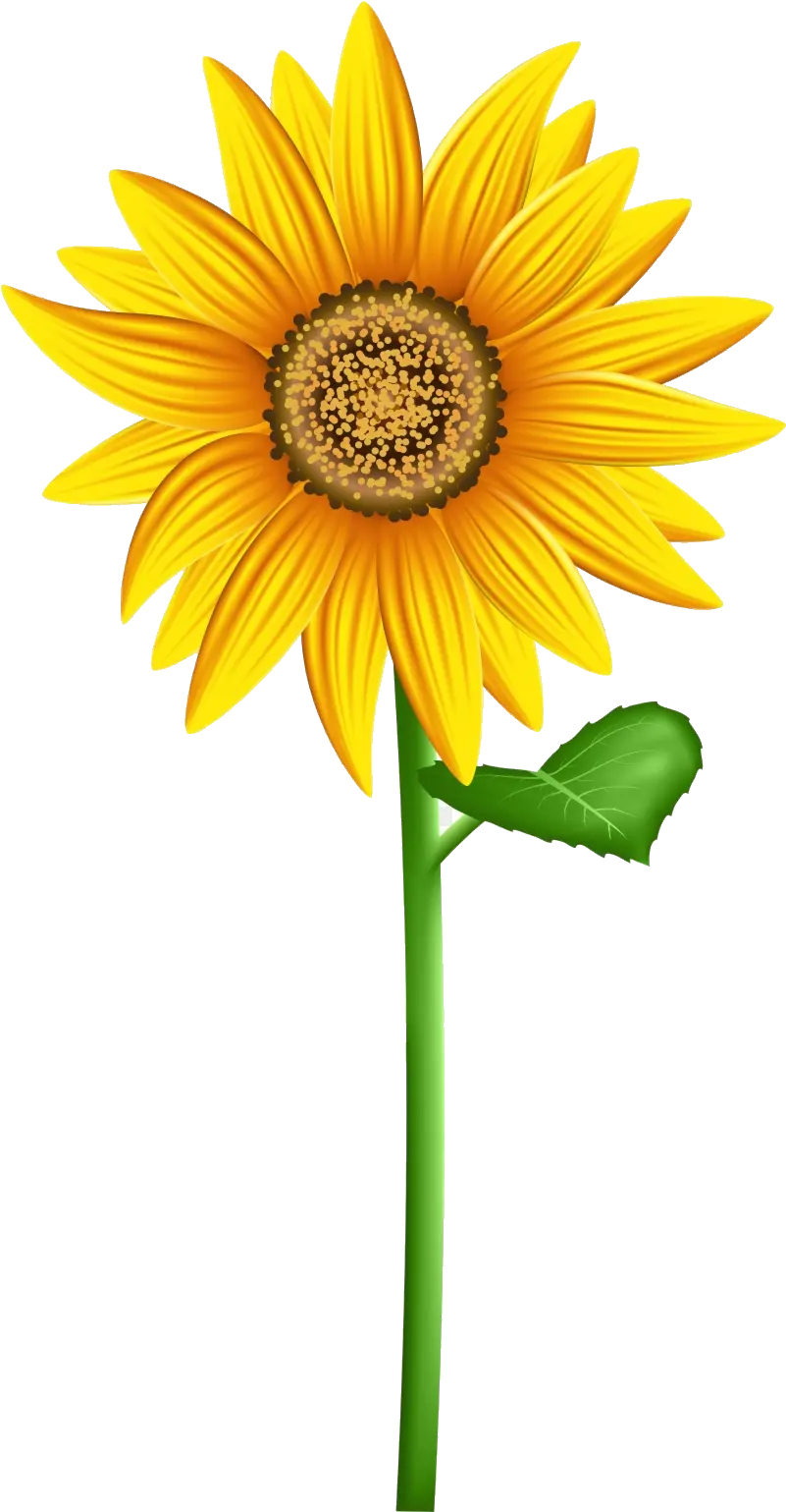 Png Sunflower Wreath Images