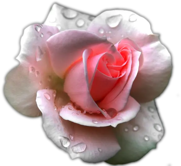 Transparent Clipart Image Pink Rose Pink Rose After Rain Png Water Effect Png