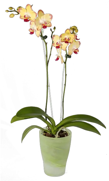 Pot Orchid Png Transparent Moth Orchid Orchid Png