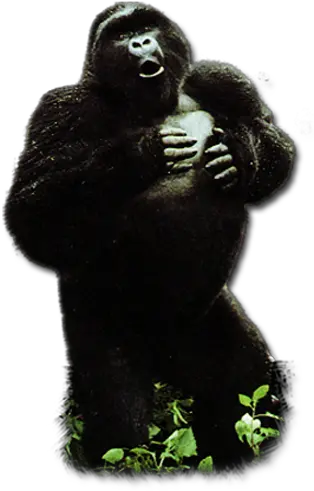 Gorilla U2013 Hominoid1101 Monkey Png Gorilla Transparent Background